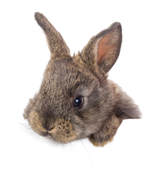 a small rabbit on a white background