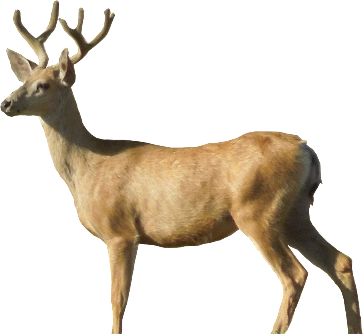 a deer standing in front of a white background