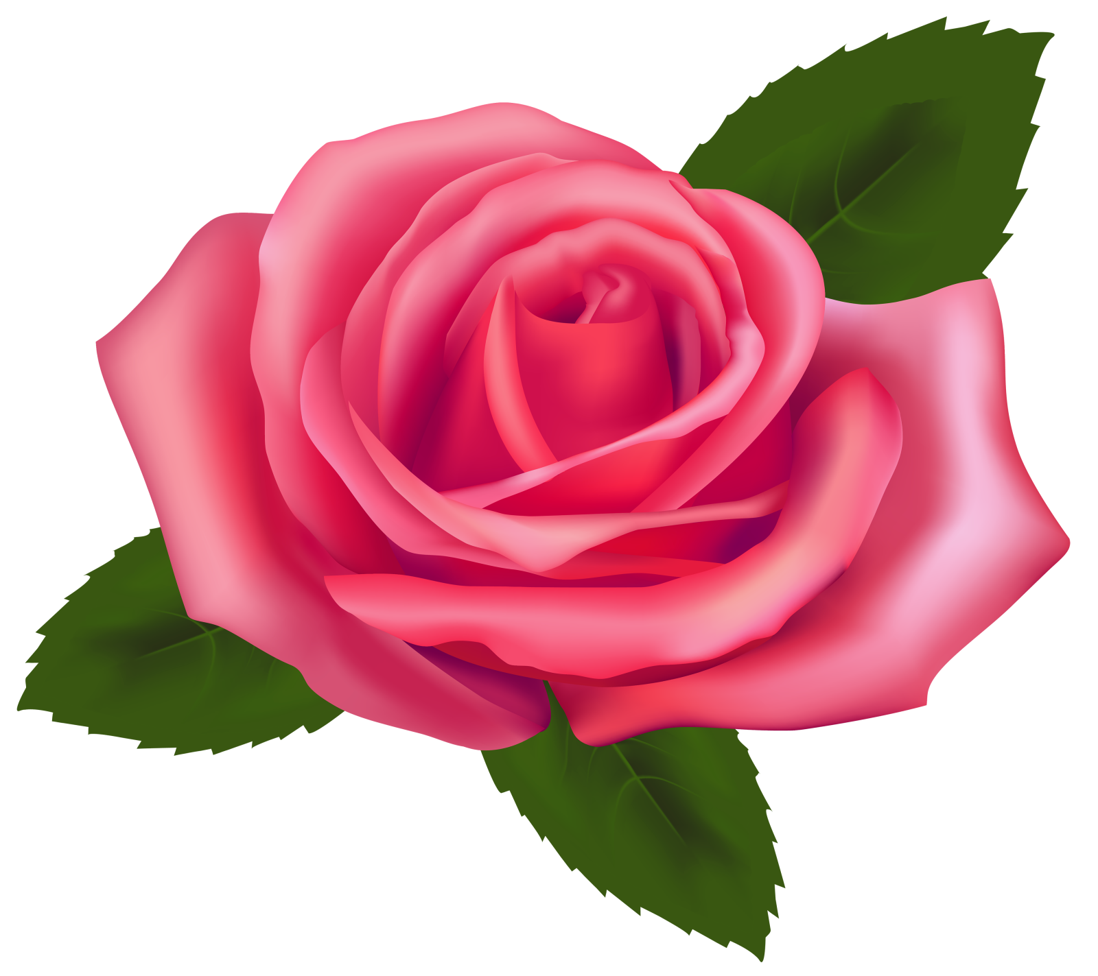 a pink rose with green leaves
