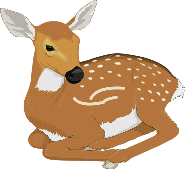 a deer laying down on the ground