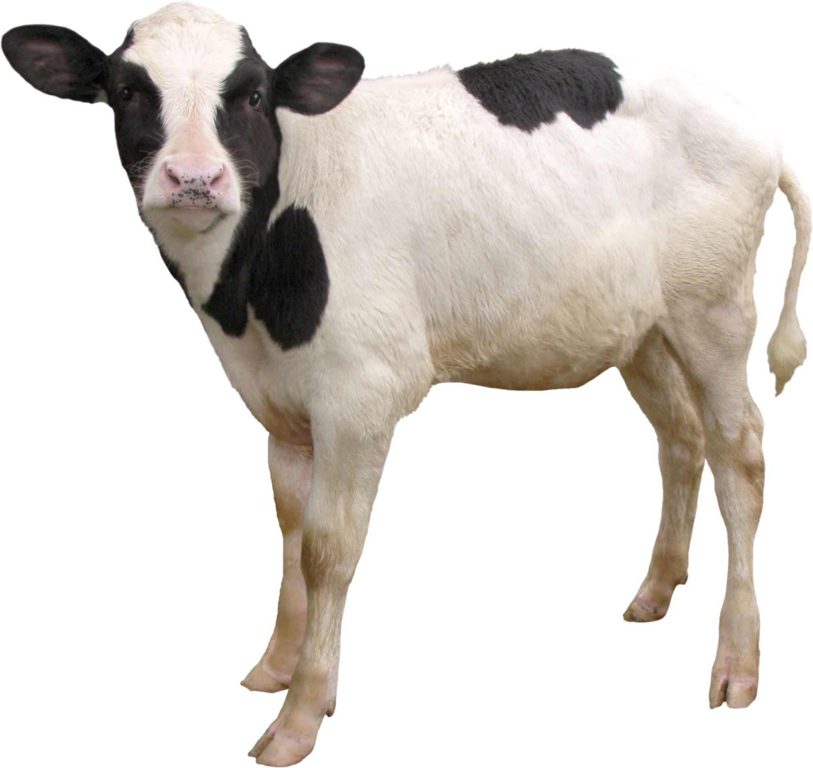 a black and white cow standing on a white background