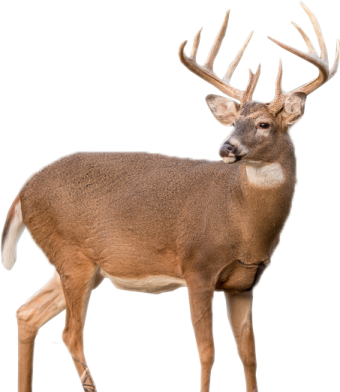 a deer standing in front of a white background
