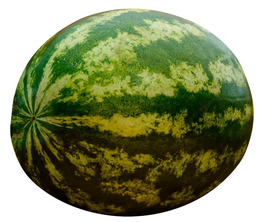 a large green watermelon on a white background
