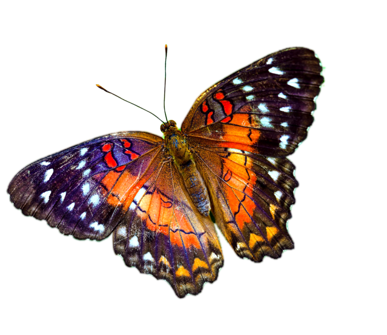 an orange and black butterfly on a white background