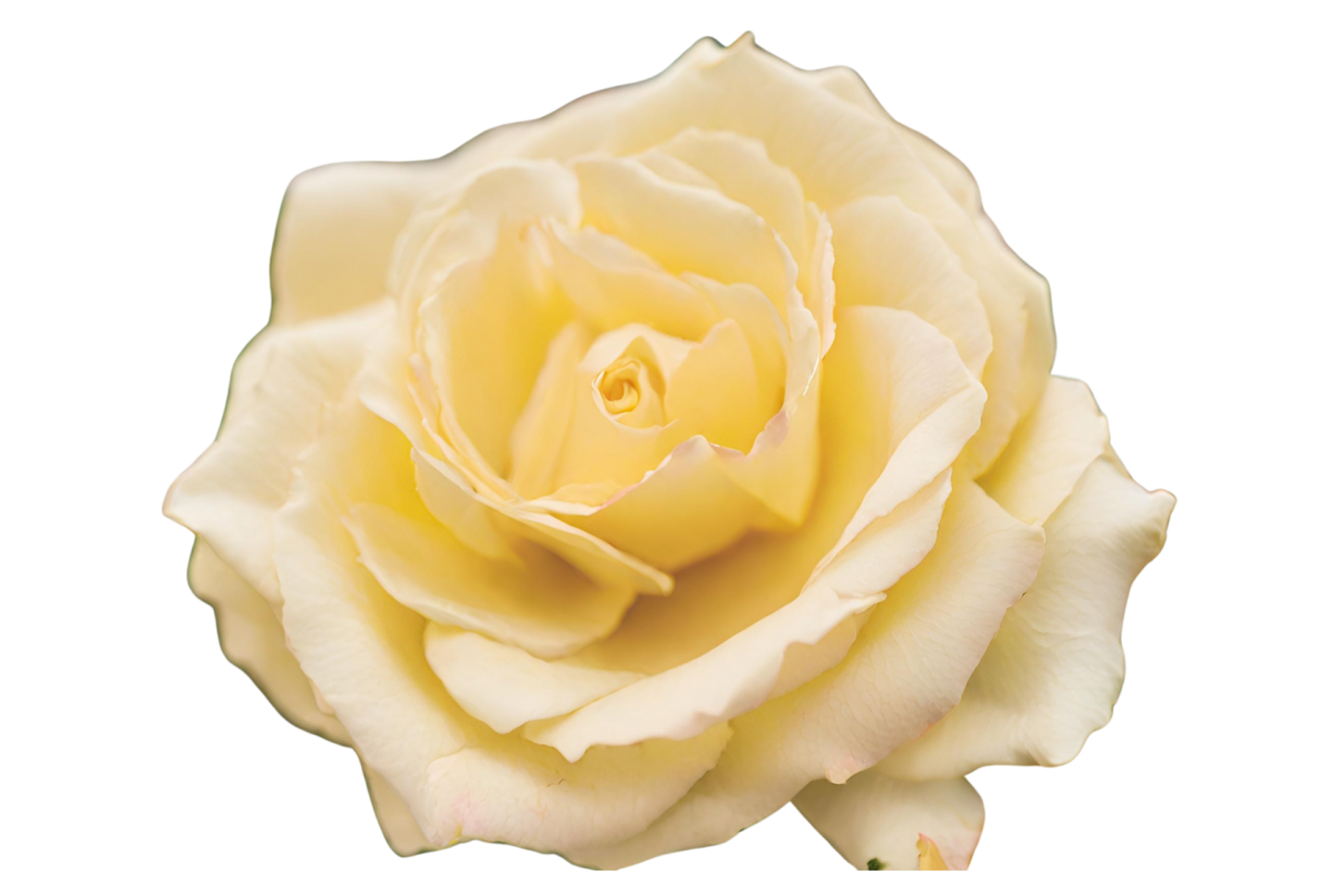 a single white rose on a white background