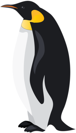 a penguin standing in front of a white background