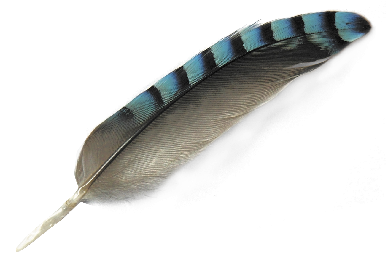 a feather on a white background