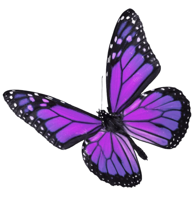 a purple butterfly on a white background