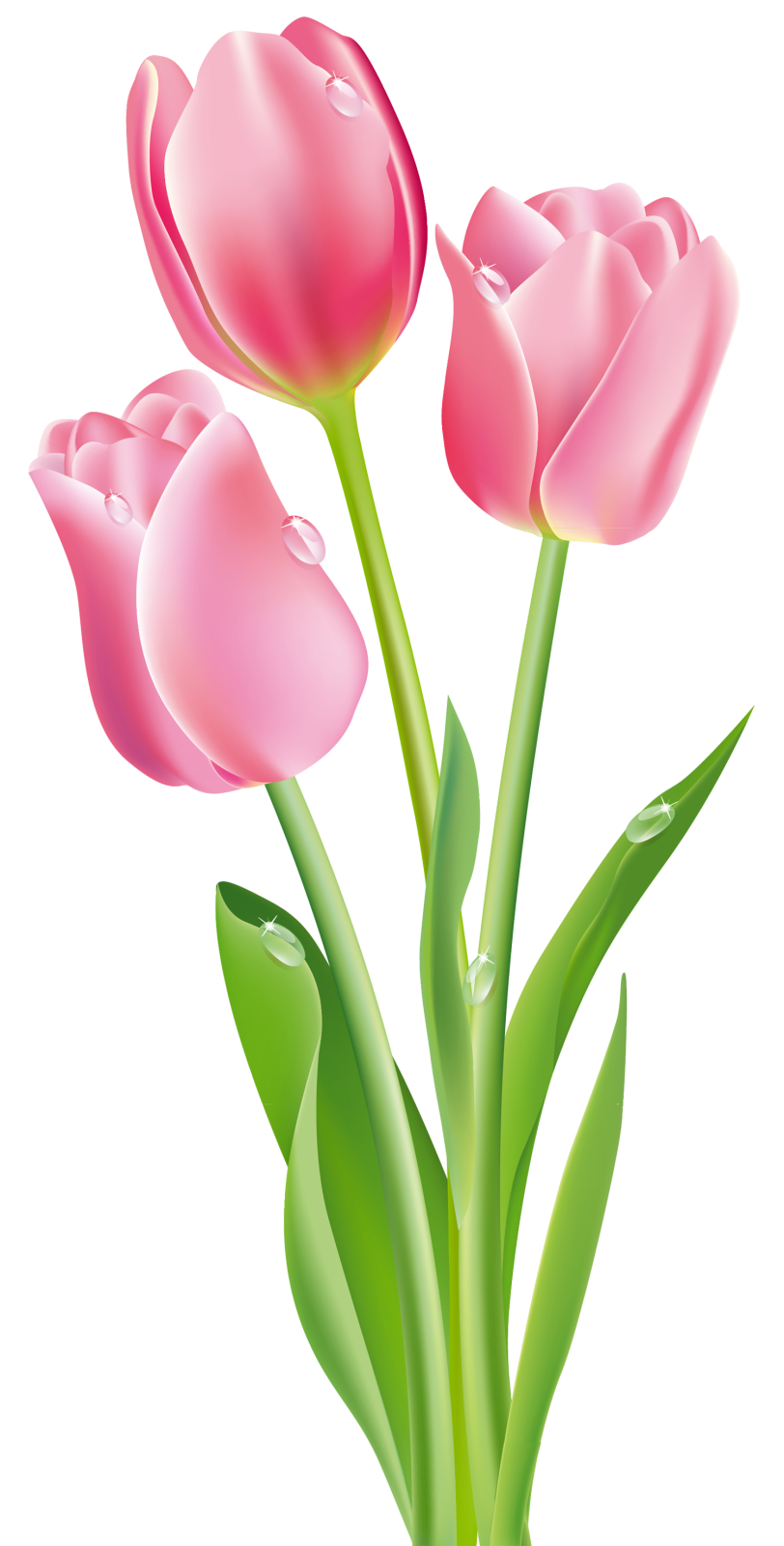 three pink tulips clipart