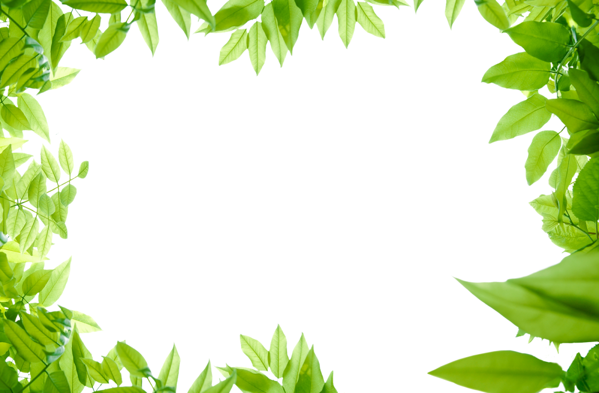 green leaves on a white background