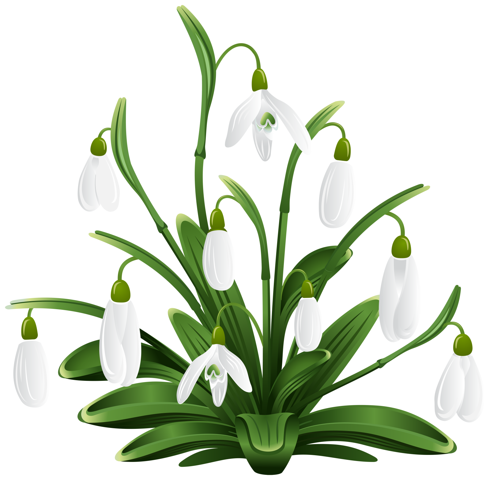 a bunch of snowdrops with green leaves