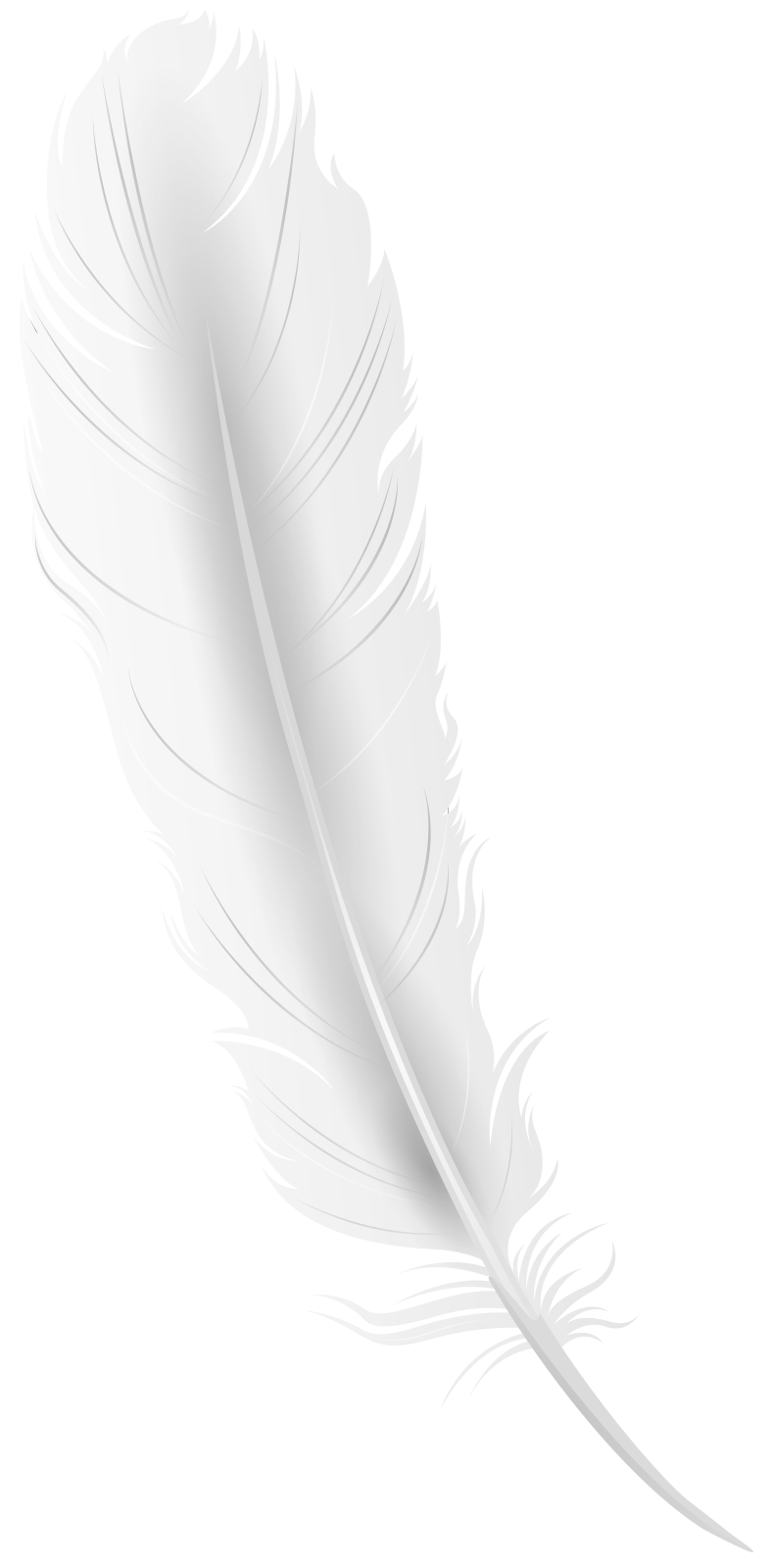a feather on a white background