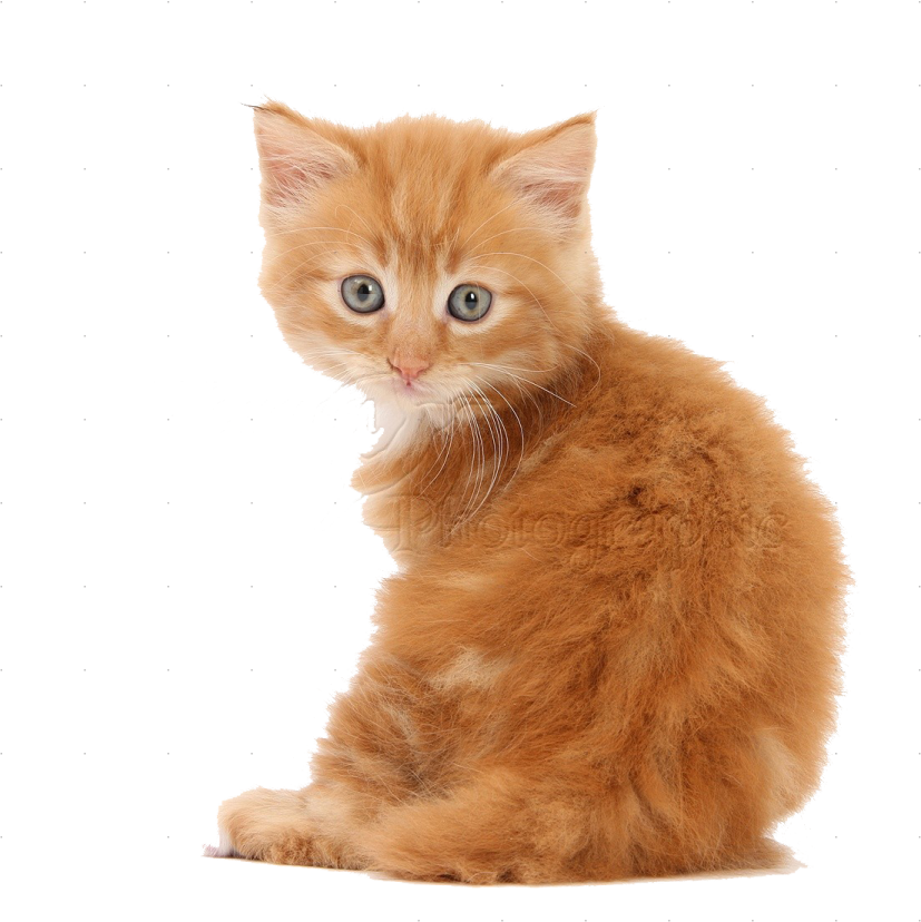 an orange kitten sitting on a white surface