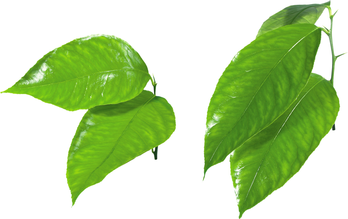 two green leaves on a white background