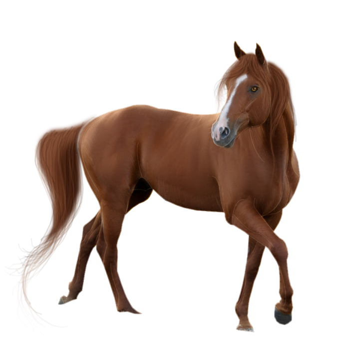 a brown horse walking on a white background