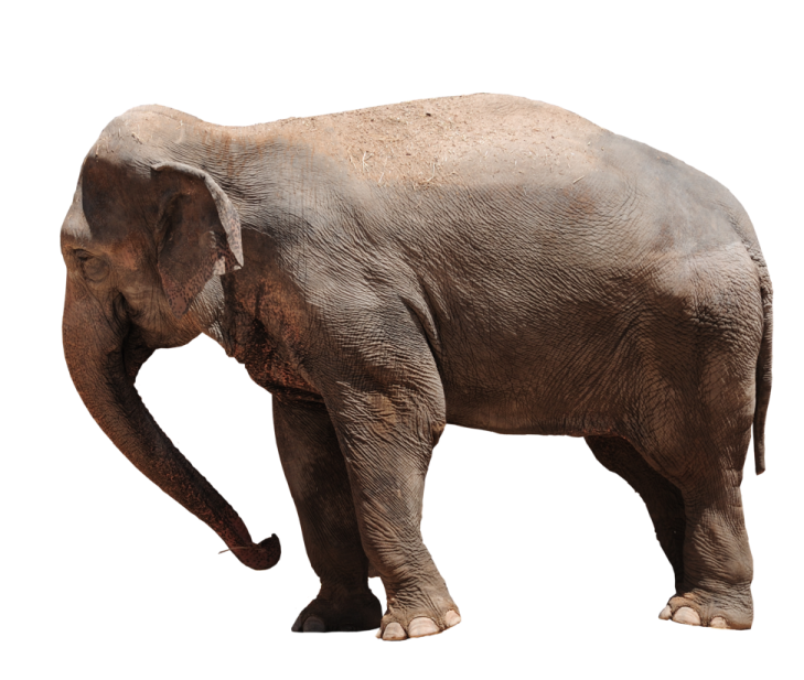 an elephant walking on a white background