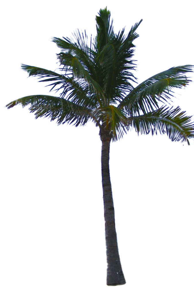 a palm tree on a white background