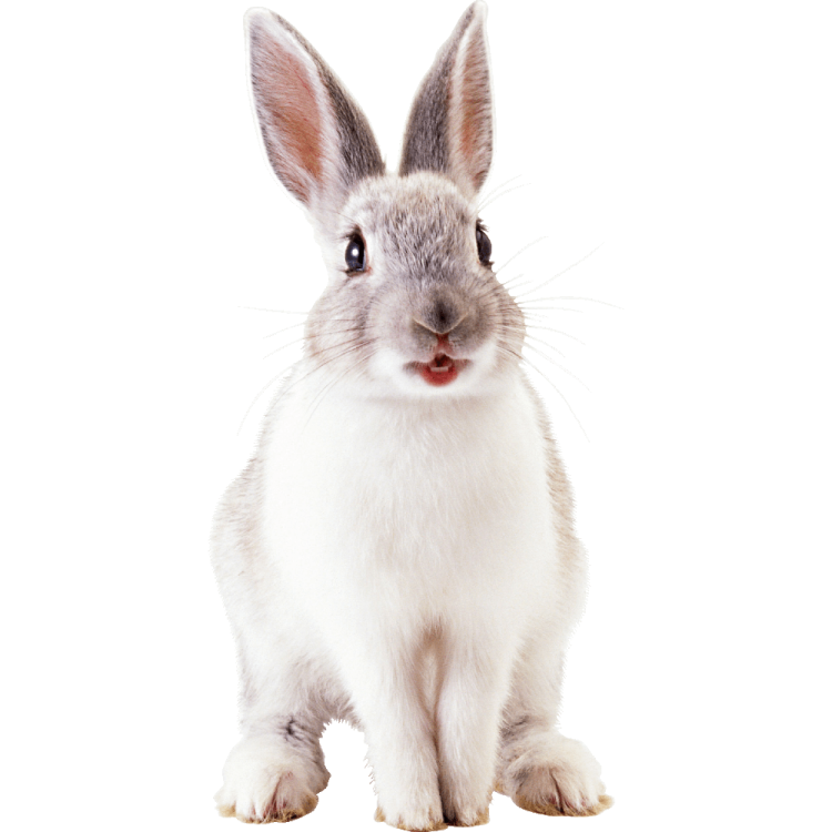 a gray and white rabbit sitting on the ground