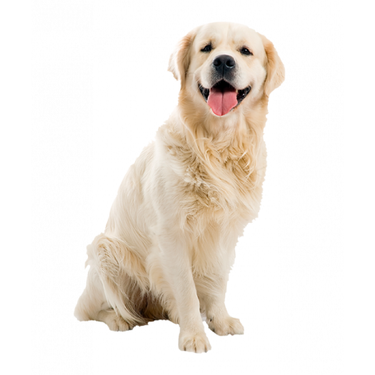 a dog sitting on the ground with its tongue out