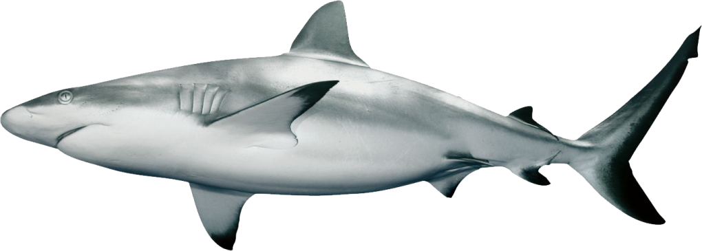 an image of a shark on a white background
