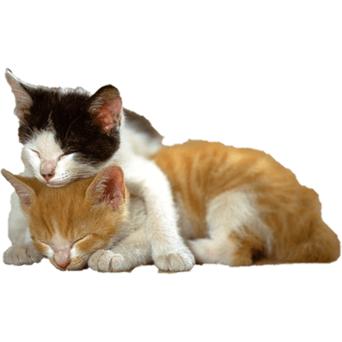 a couple of cats laying next to each other cats