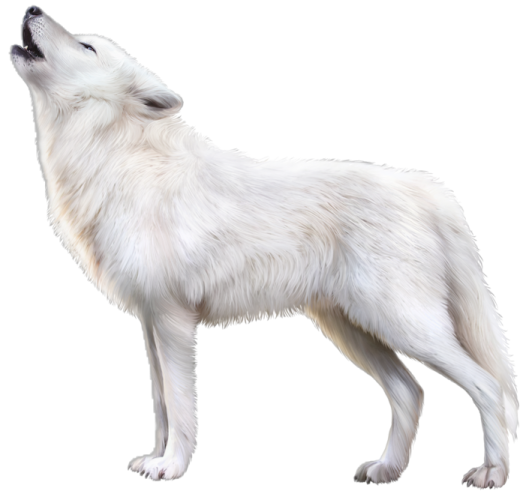 a white wolf standing up with its mouth open