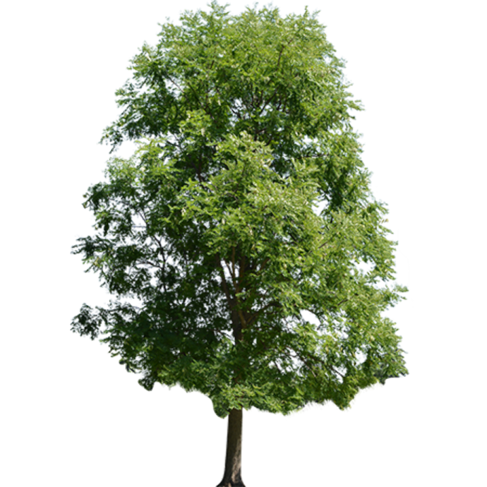 a tree on a white background