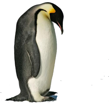 a penguin standing on top of a snow covered ground