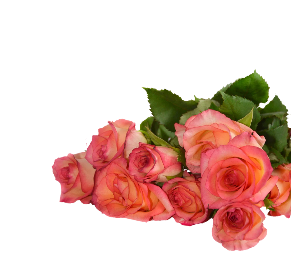 a bunch of pink roses on a white background