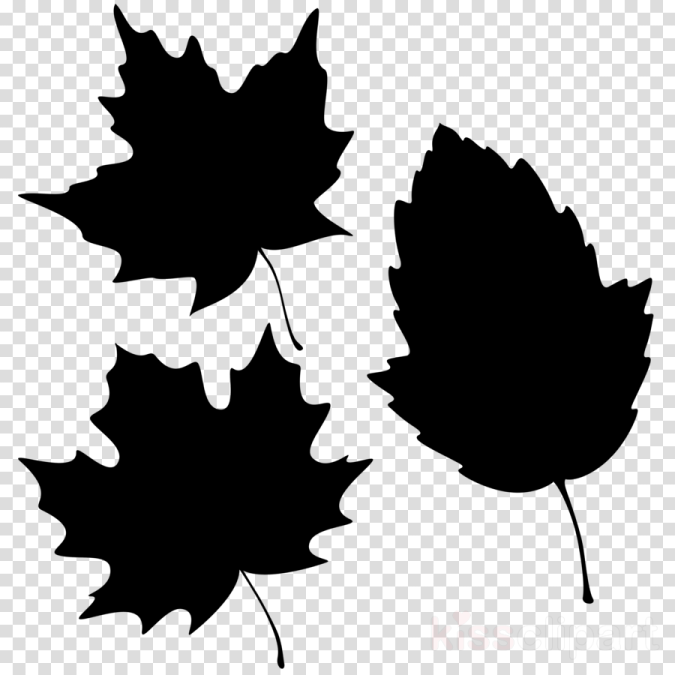 three black maple leaves on transparent background