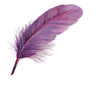 a purple feather on a white background