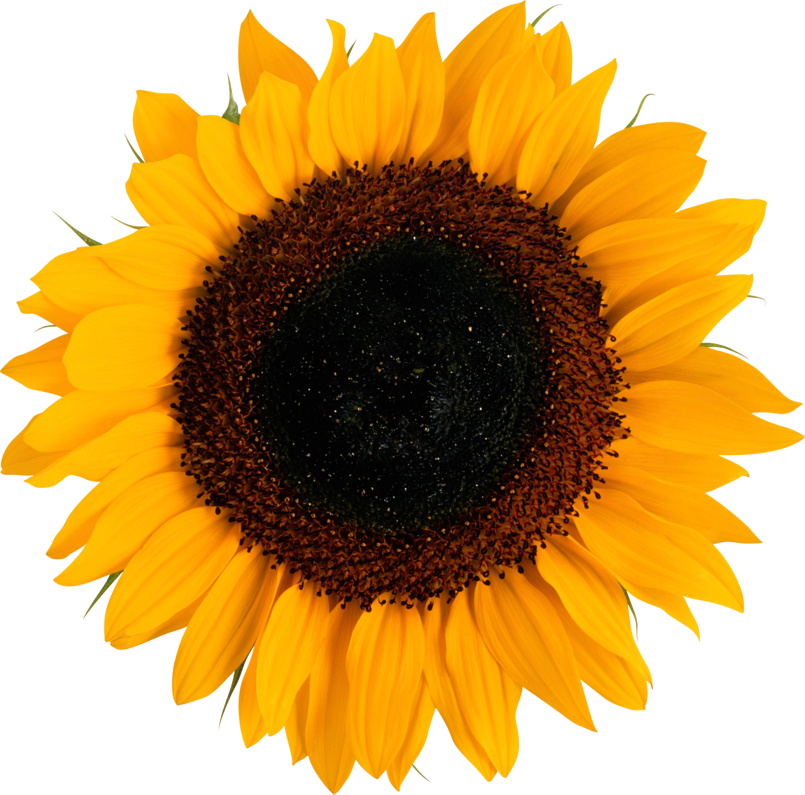 a yellow sunflower on a white background