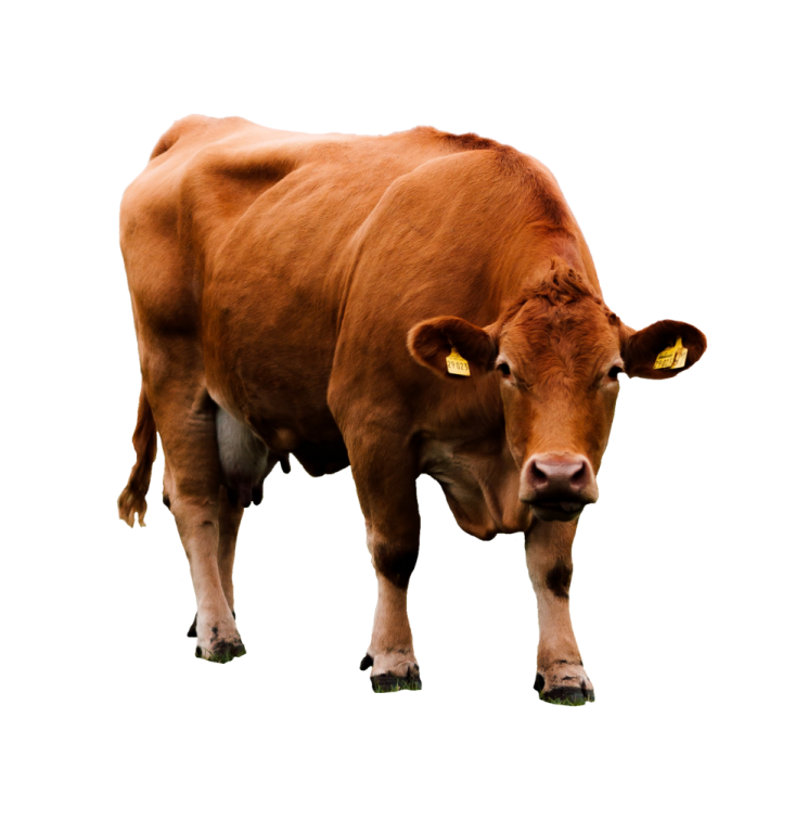 a brown cow standing on a white surface