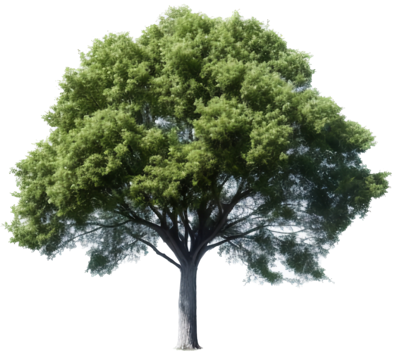 a tree on a white background