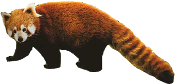 a red panda walking across a white background