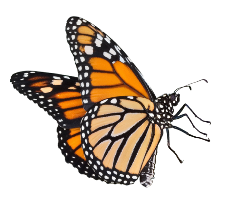 a monarch butterfly on a white background