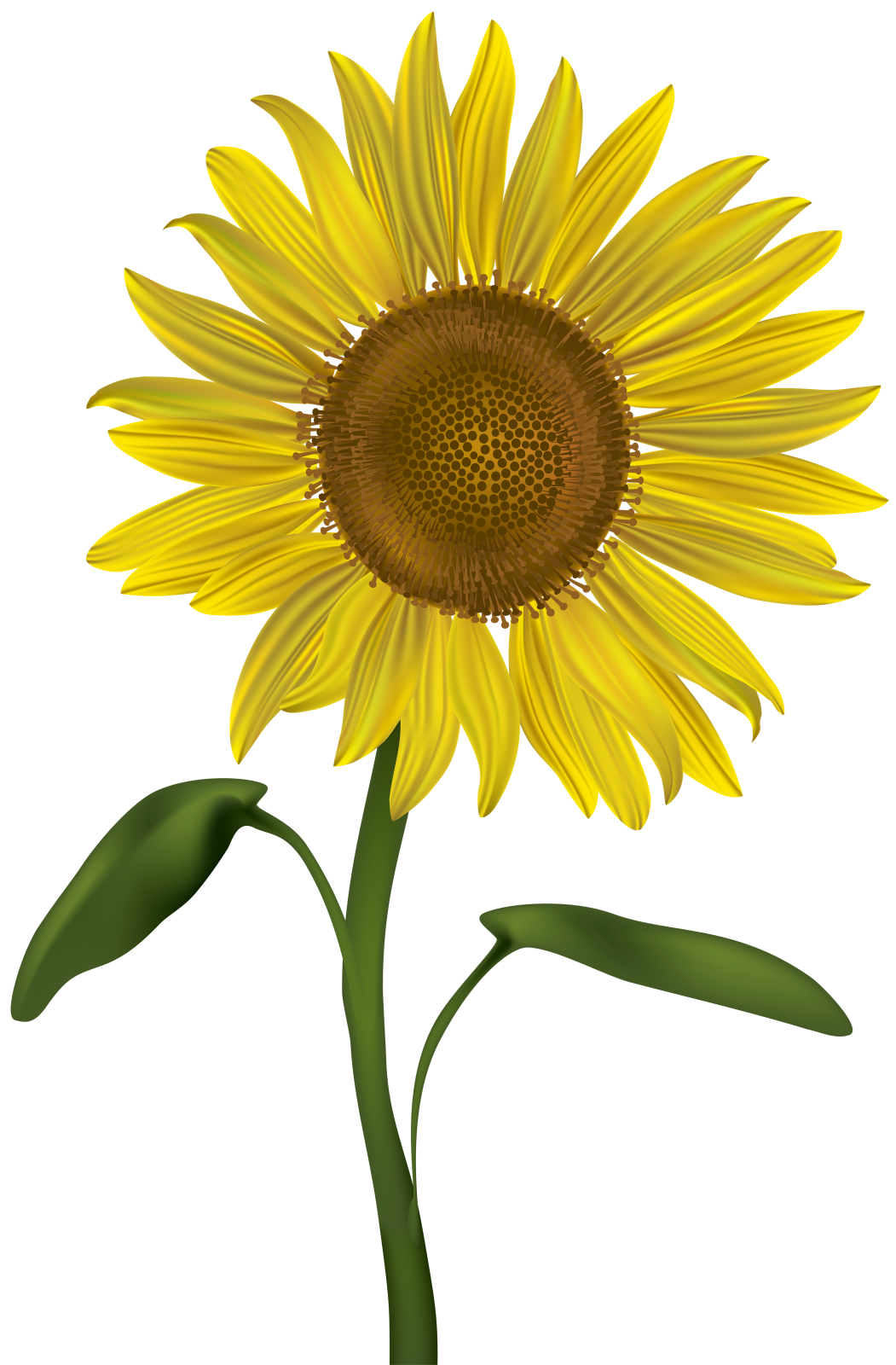 a sunflower on a white background