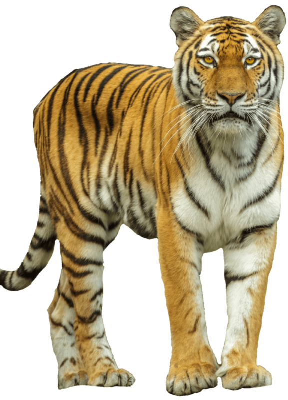 a tiger standing on a white background