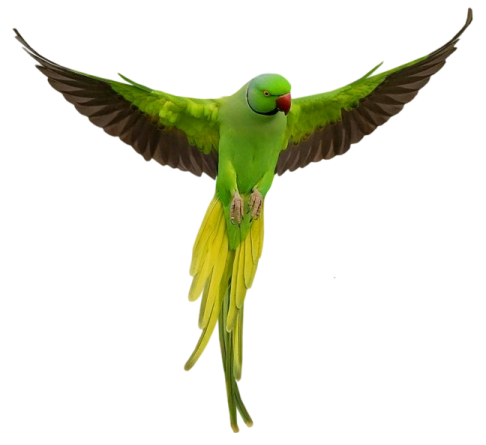 a green parrot flying through the air