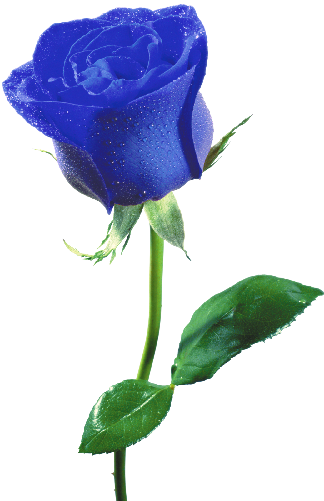 a blue rose with water droplets on it