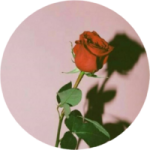 a red rose on a pink background