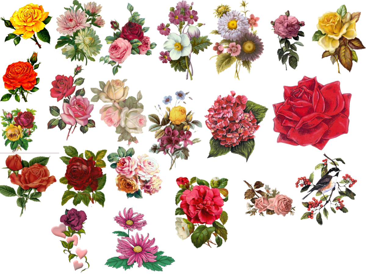a bunch of flowers on white background