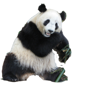 a black and white panda eating bamboo leaves