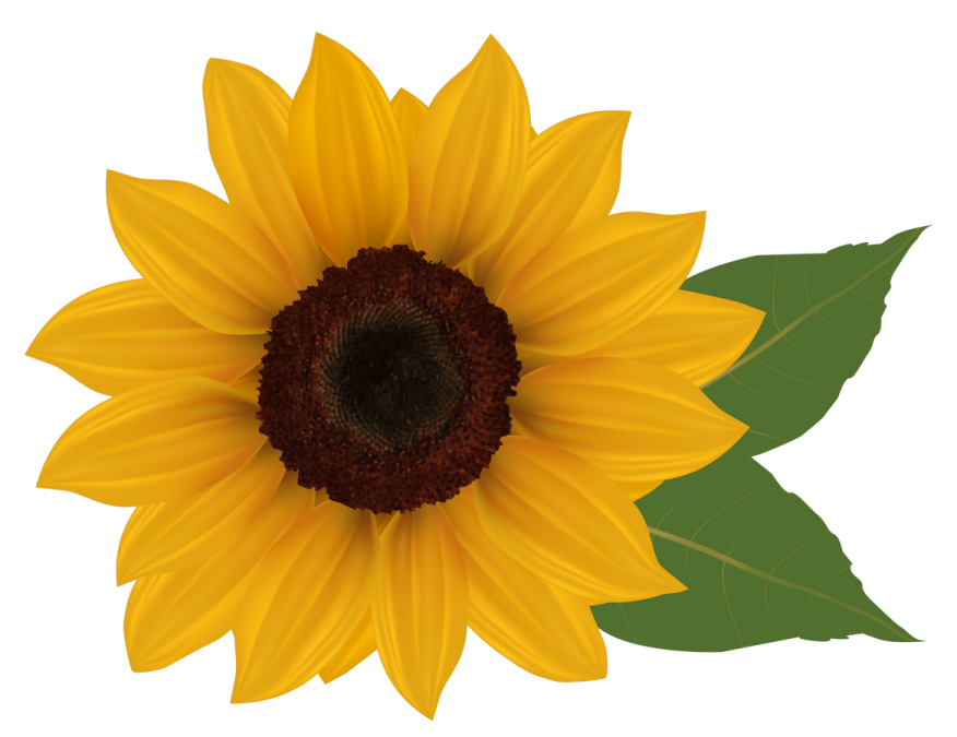 a yellow sunflower with green leaves