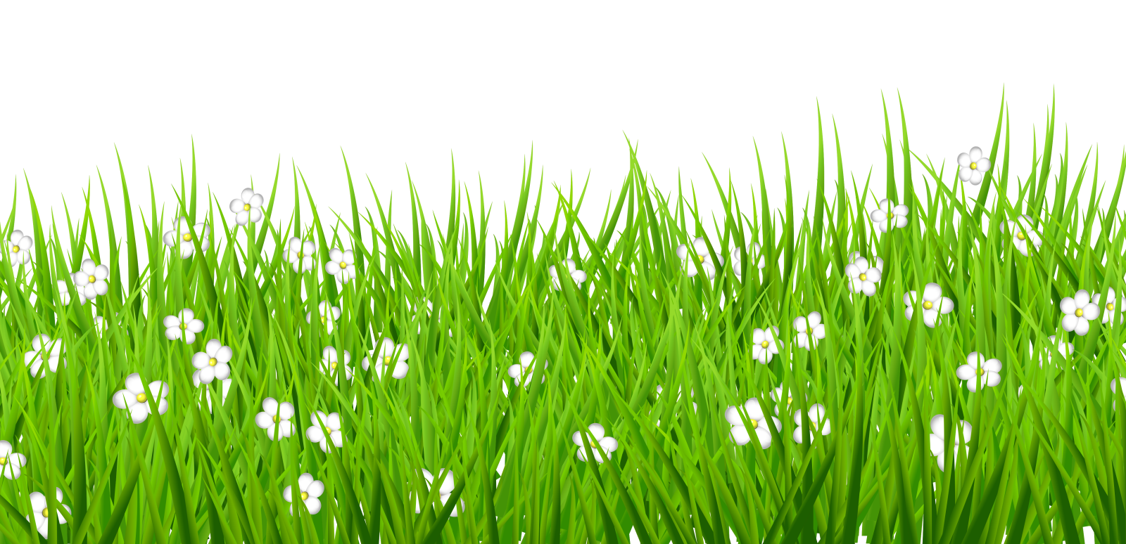 green grass with flowers on white background