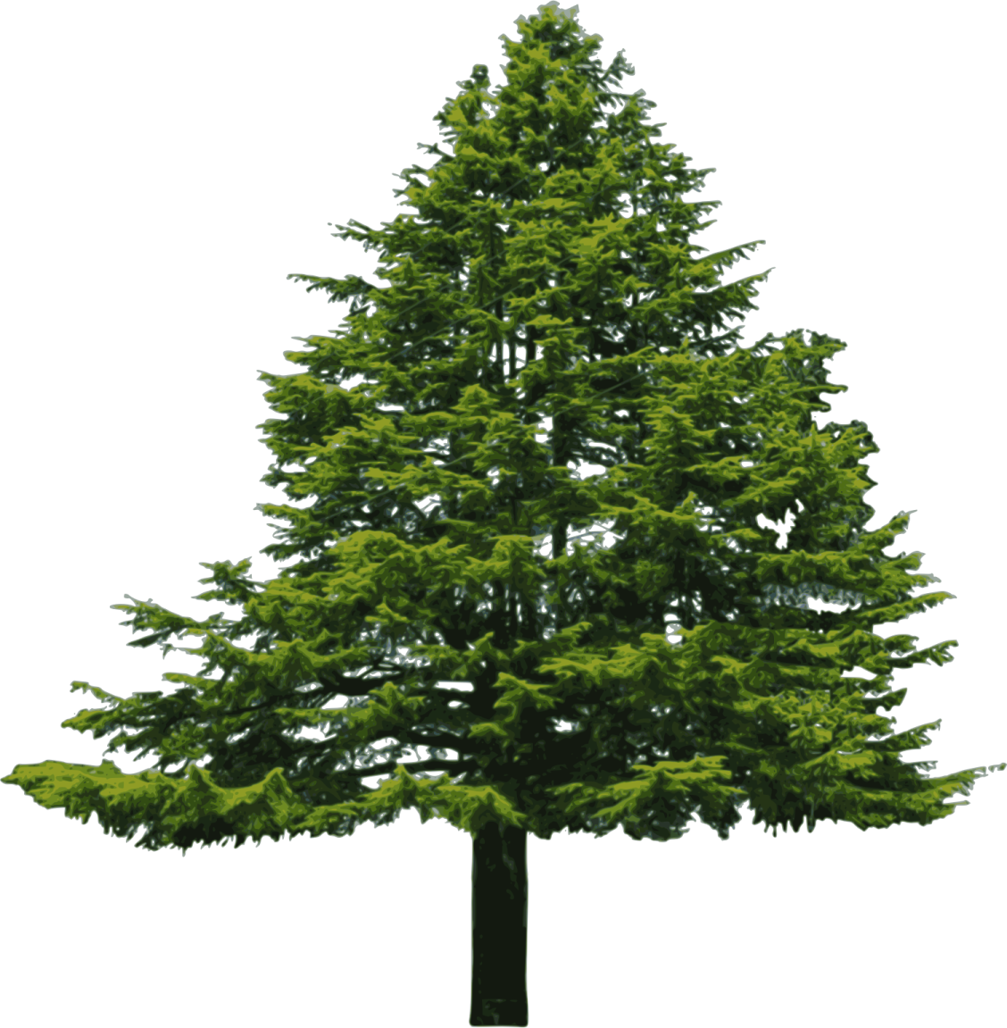 a pine tree on a white background