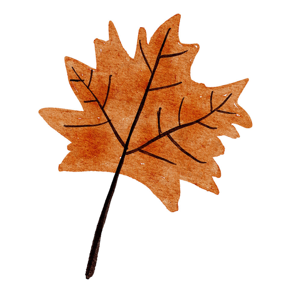 a brown leaf on a white background