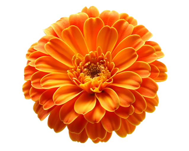 an orange flower on a white background