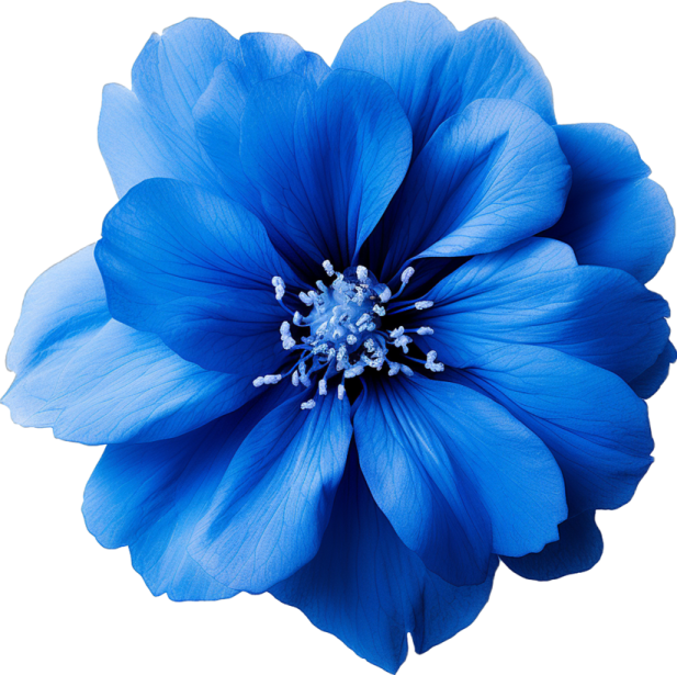 a blue flower on a white background