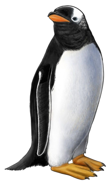 a drawing of a penguin on a white background